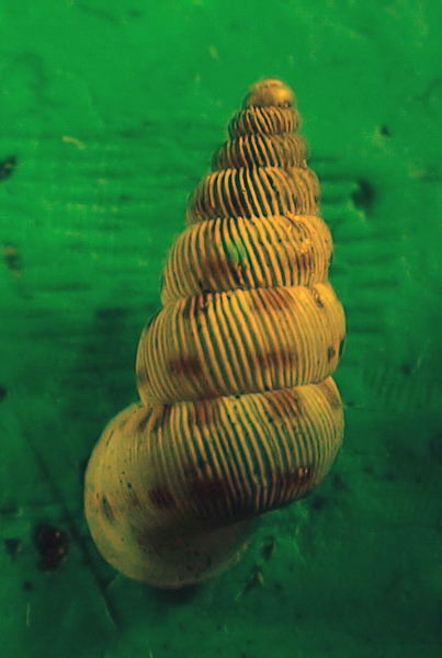Cochlostoma westerlundi yapigium  (Westerlund, 1885)